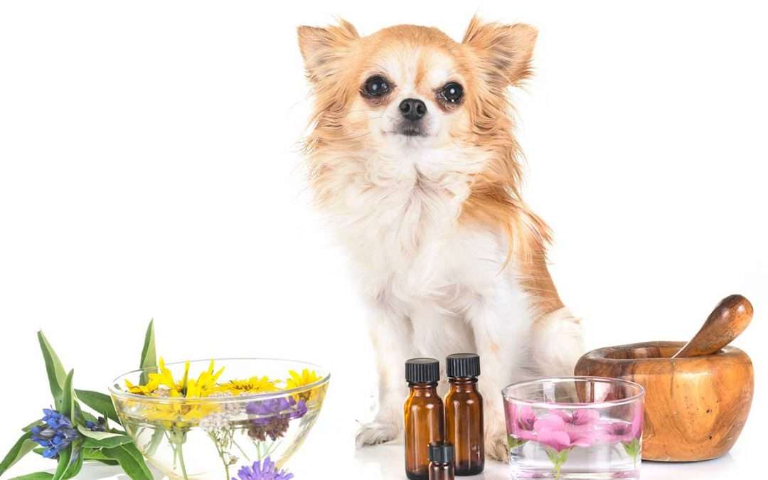 Essential Oils and Omega 6 to 3 Balance Oil
