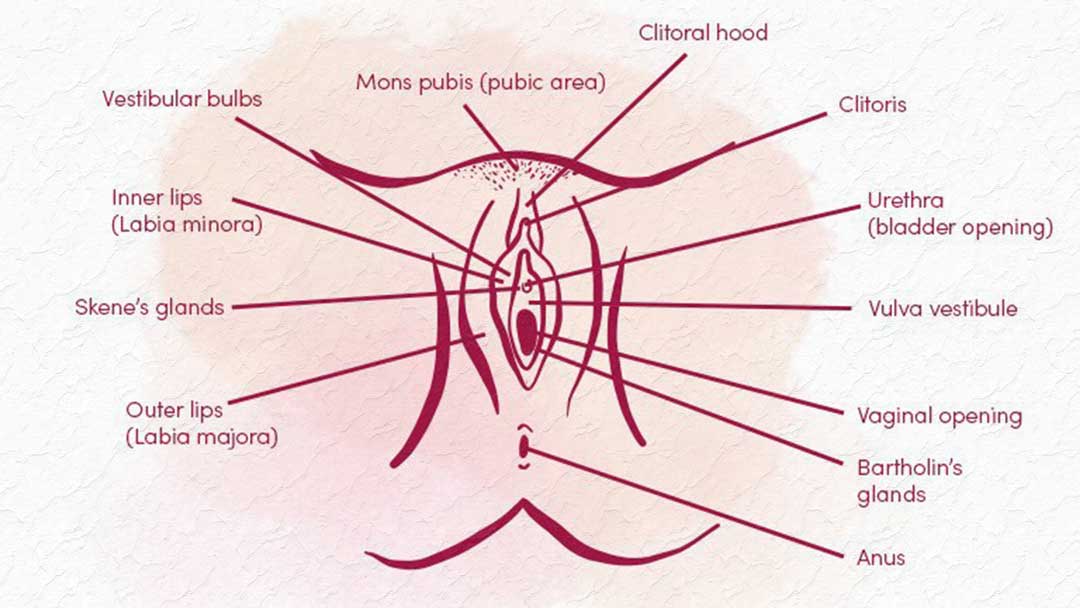 Detailed diagram of vaginal anatomy and pelvic floor muscles, highlighting external genitalia (labia majora, labia minora, clitoris, urethral opening), the vaginal canal with mucosal lining, fibromuscular layer, and rugae folds, as well as the cervix, uterus, pelvic floor muscles (levator ani, pubococcygeus, iliococcygeus, puborectalis, perineal muscles), blood vessels, pudendal nerve, and beneficial vaginal flora (Lactobacillus)